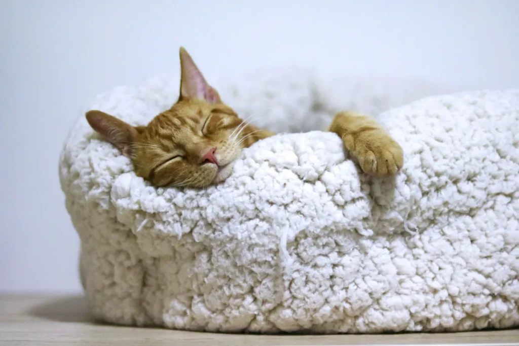 気持ちよさそうに眠る茶トラの猫
